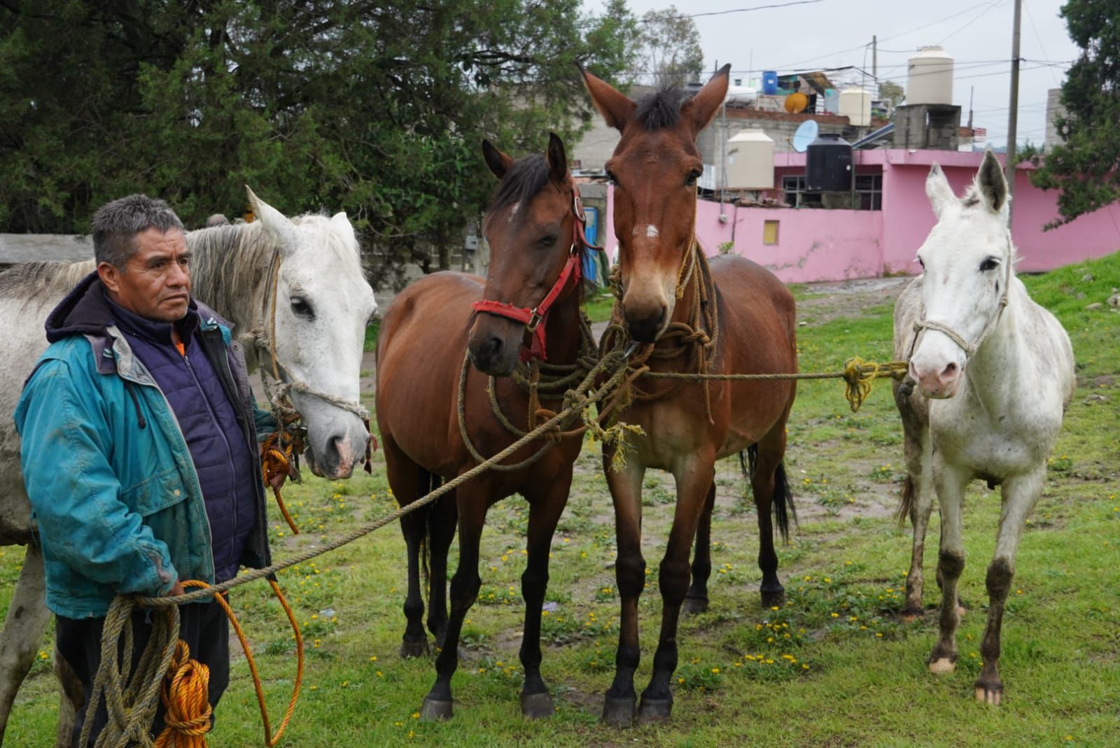 Jornada médica gratuita para equinos en Hueyotlipan fortalece el trabajo del campo tlaxcalteca